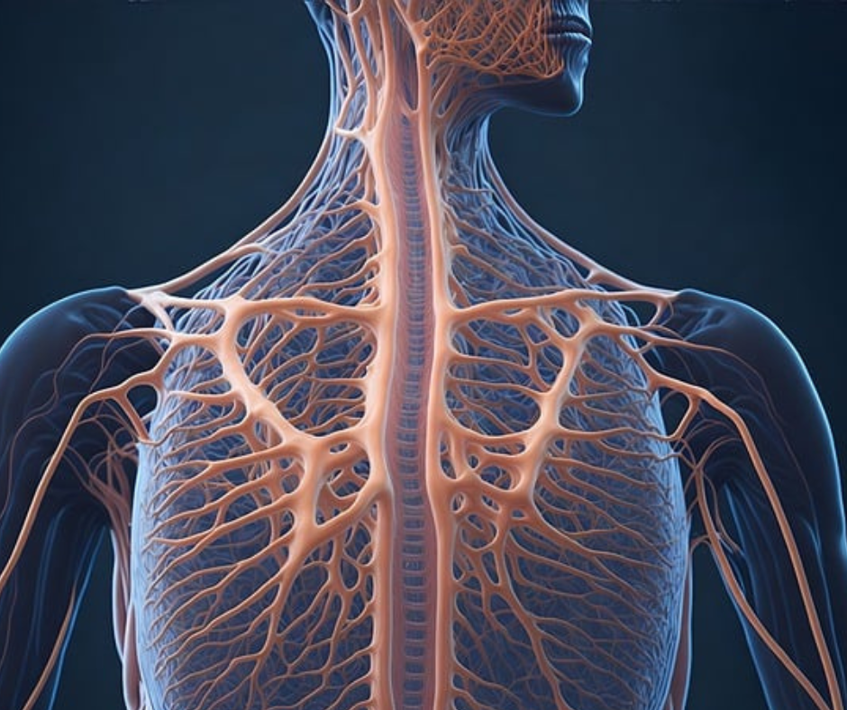 Vagusnerven er stor og en vigtig del af nervesystemet.